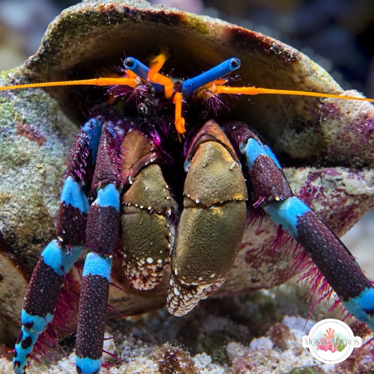 Electric Blue Knuckle Hermit Crab | Calcinus elegans