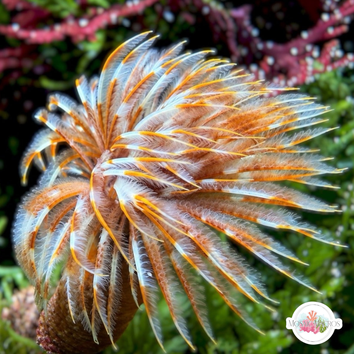 Orange-Banded Feather Duster | Sabellastarte sp.