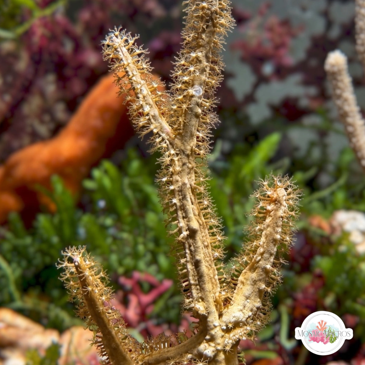 Silver/Gold Blade Gorgonian | Pterogorgia Guadlupensis