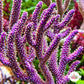 Purple Candelabra Gorgonian | Plexaura flexuosa