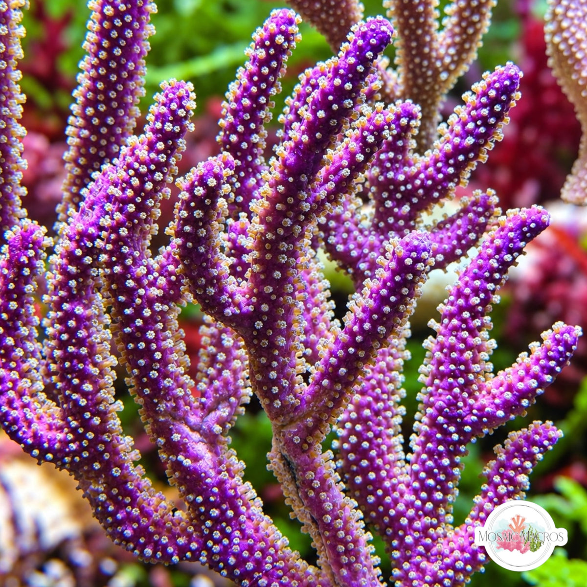Purple Candelabra Gorgonian | Plexaura flexuosa