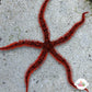 Red Spiny Brittle Star | Ophiocoma wendtii