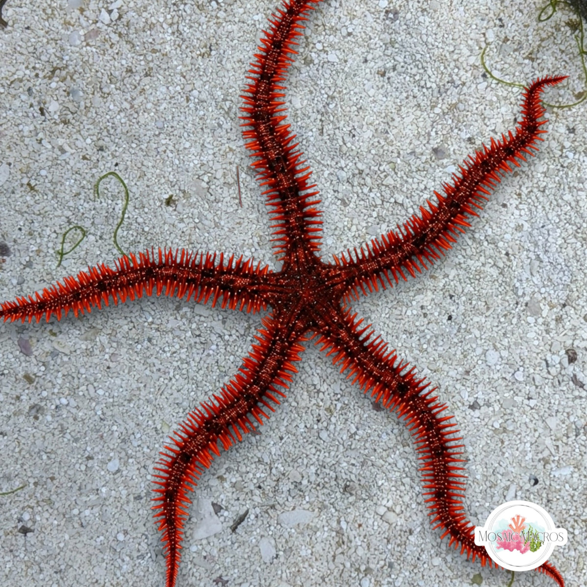 Red Spiny Brittle Star | Ophiocoma wendtii