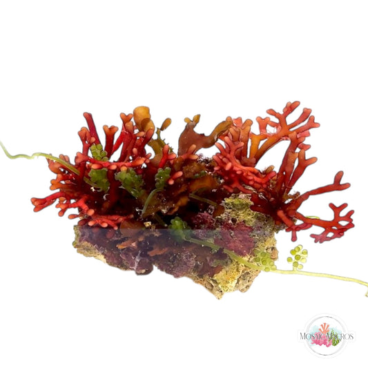 WYSWYG Branching Hex, Purple Flames, & Sea Grape Caulerpa