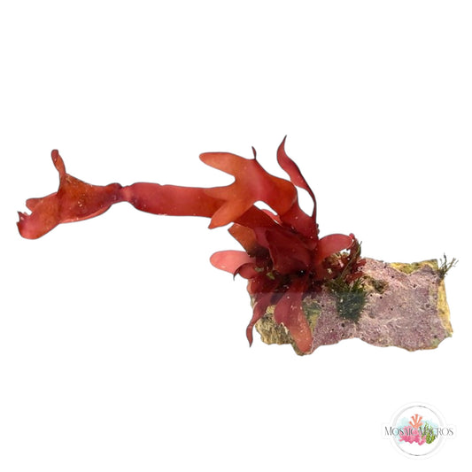 WYSWYG Purple Fauchea