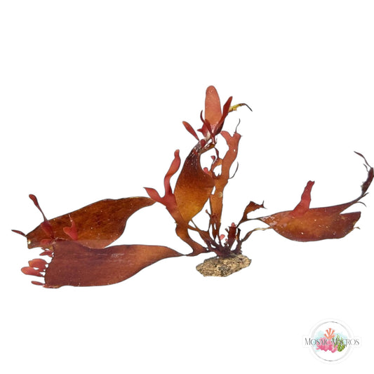 WYSWYG Purple Fauchea