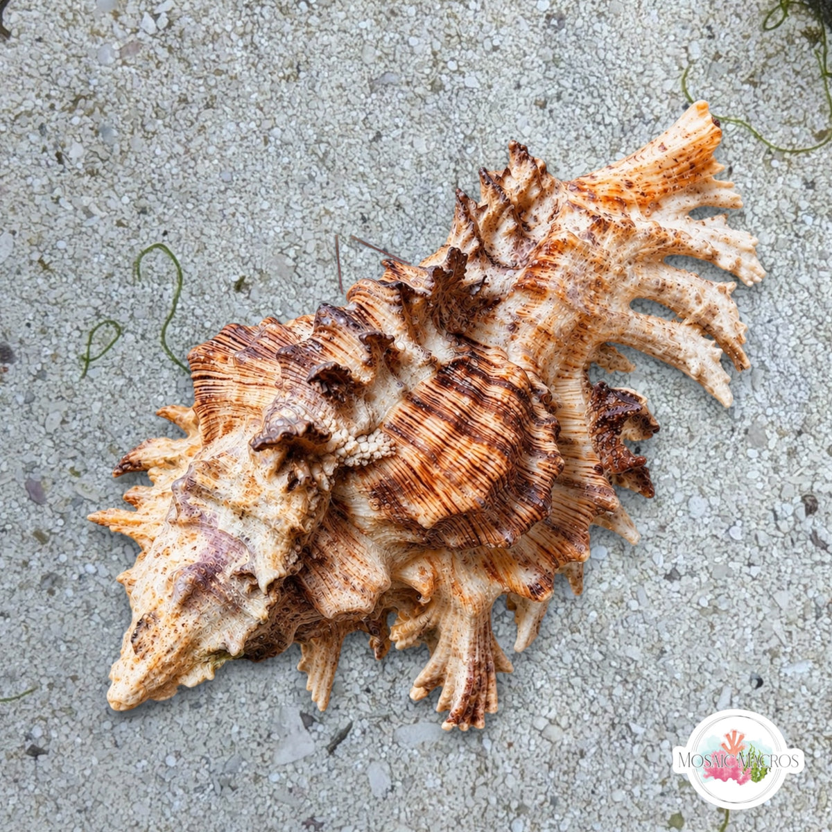 Lace Murex Snail | Chicoreus florifer