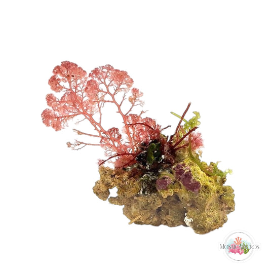 WYSWYG Flamingo Feather, Halimeda, & Caulerpa