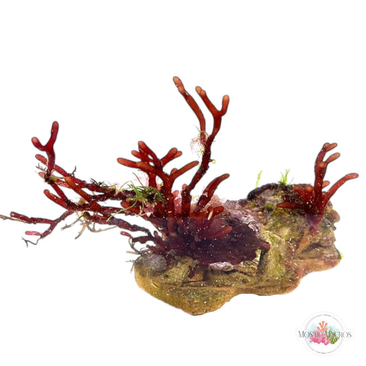 WYSWYG Branching Hex, Hypnea, & Caulerpa