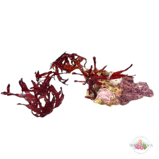 WYSWYG Crimson Hearts