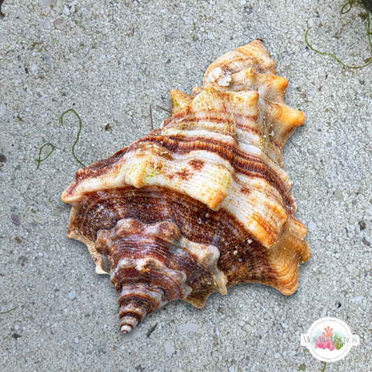 Vase Snail (Worm Predator) | Volutella muricata