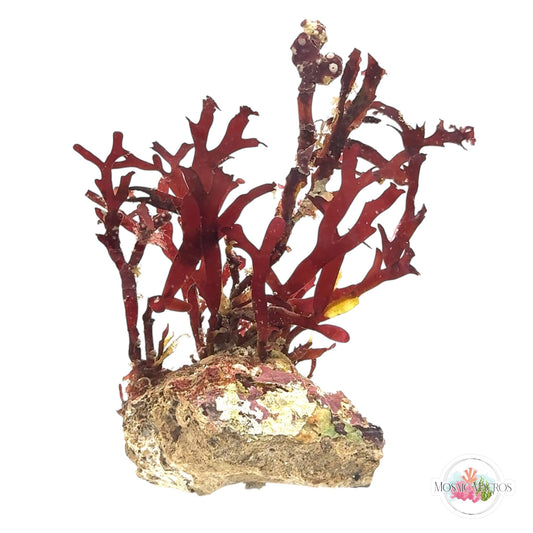 WYSWYG Crimson Hearts