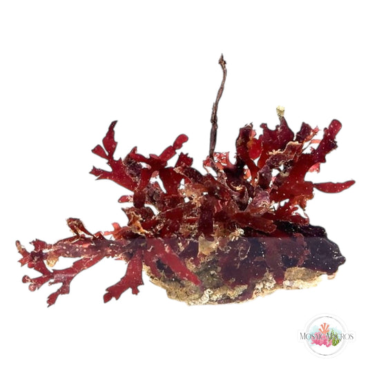 WYSWYG Crimson Hearts