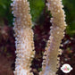 Cream Sea Rod Gorgonian | Eunicea sp.