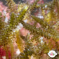 Yellow-Brown Laurencia Macroalgae | Laurencia perforata