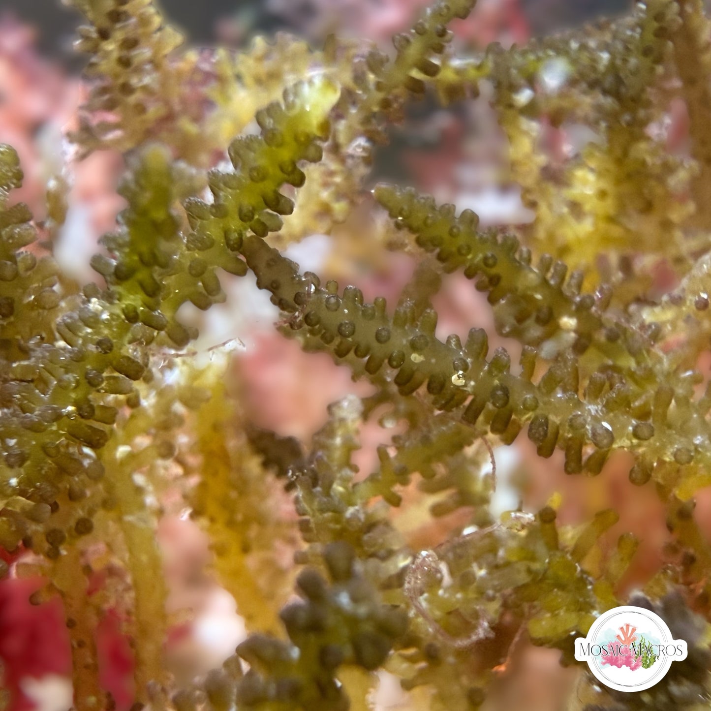 Yellow Laurencia Macroalgae | Laurencia sp.