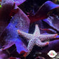 Purple Fauchea Macroalgae | Fauchea sp.