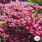 Branching Hex Macroalgae | Scinaia sp.