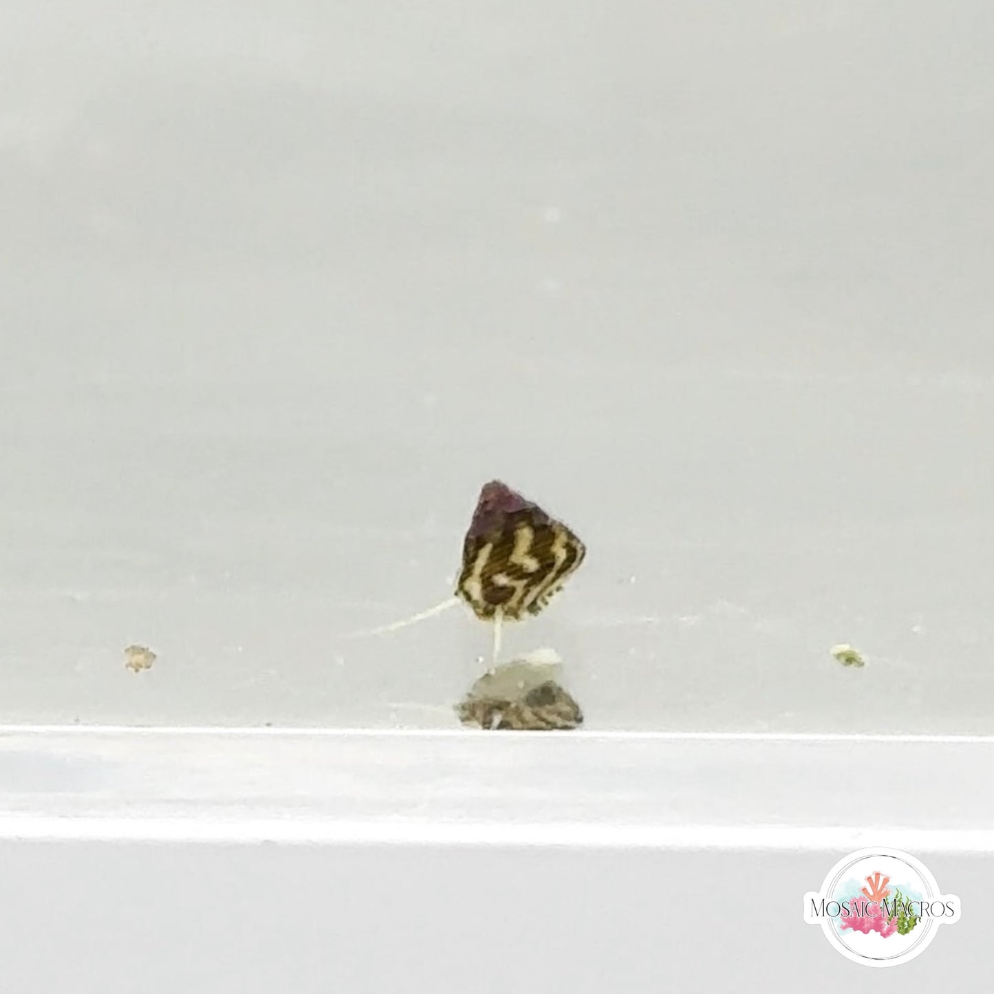 Micro Trochus Snail | Trochus sp.