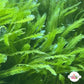 Mexican Fern Caulerpa Macroalgae | Caulerpa mexicana