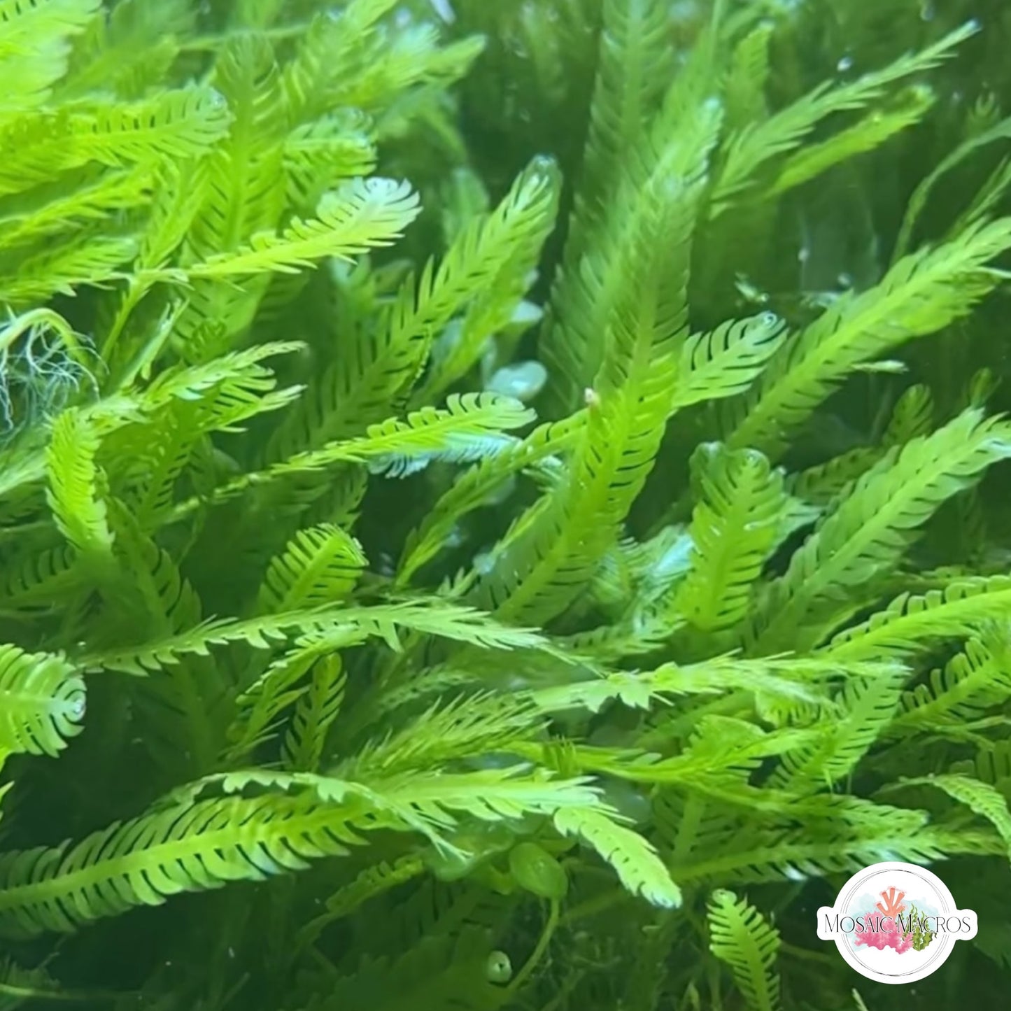 Mexican Fern Caulerpa Macroalgae | Caulerpa mexicana