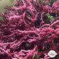 Purple Whip Gracilaria Macroalgae | Gracilaria sp.