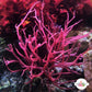 Bird’s Nest Gracilaria Macroalgae | Gracilaria sp.