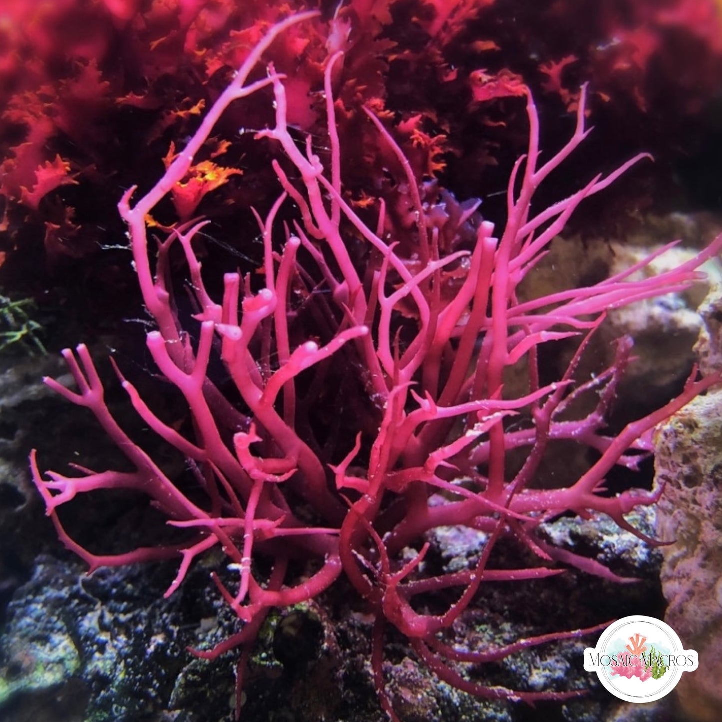 Bird’s Nest Gracilaria Macroalgae | Gracilaria sp.