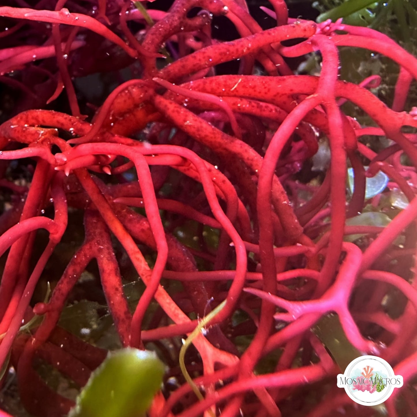 Pink Spaghetti Tongue Gracilaria Macroalgae | Gracilaria sp.