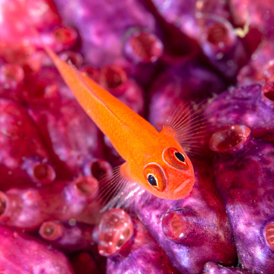 Benjamin Pygmy Goby | Trimma benjamini