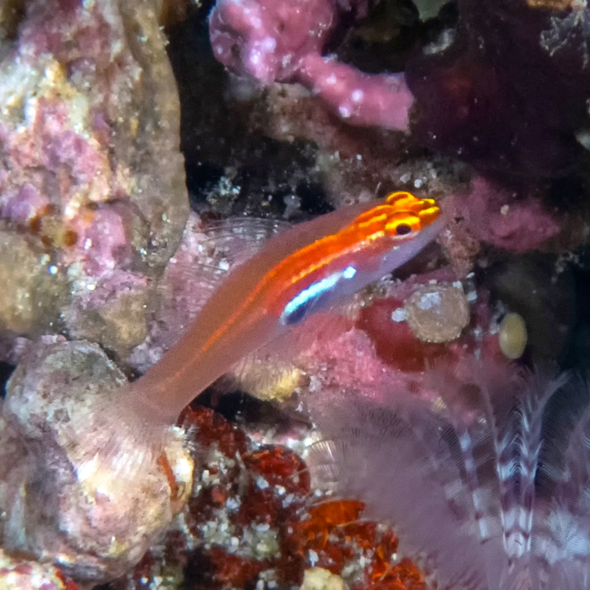 Neon Pygmy Goby | Eviota pellucida
