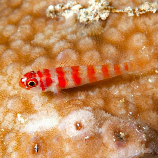 Red Striped Pygmy Goby | Trimma cana