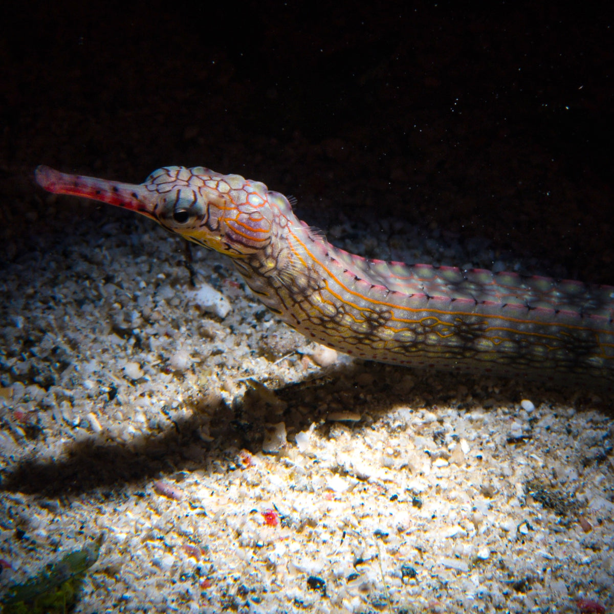 Dragonface Pipefish | Corythoichthys haematopterus
