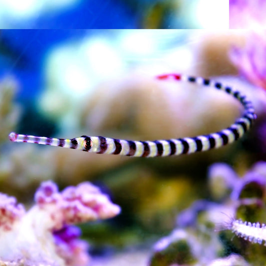 Banded Pipefish | Doryrhamphus dactyliophorus