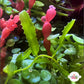 Mini Serrated Caulerpa Macroalgae | Caulerpa subserrulata