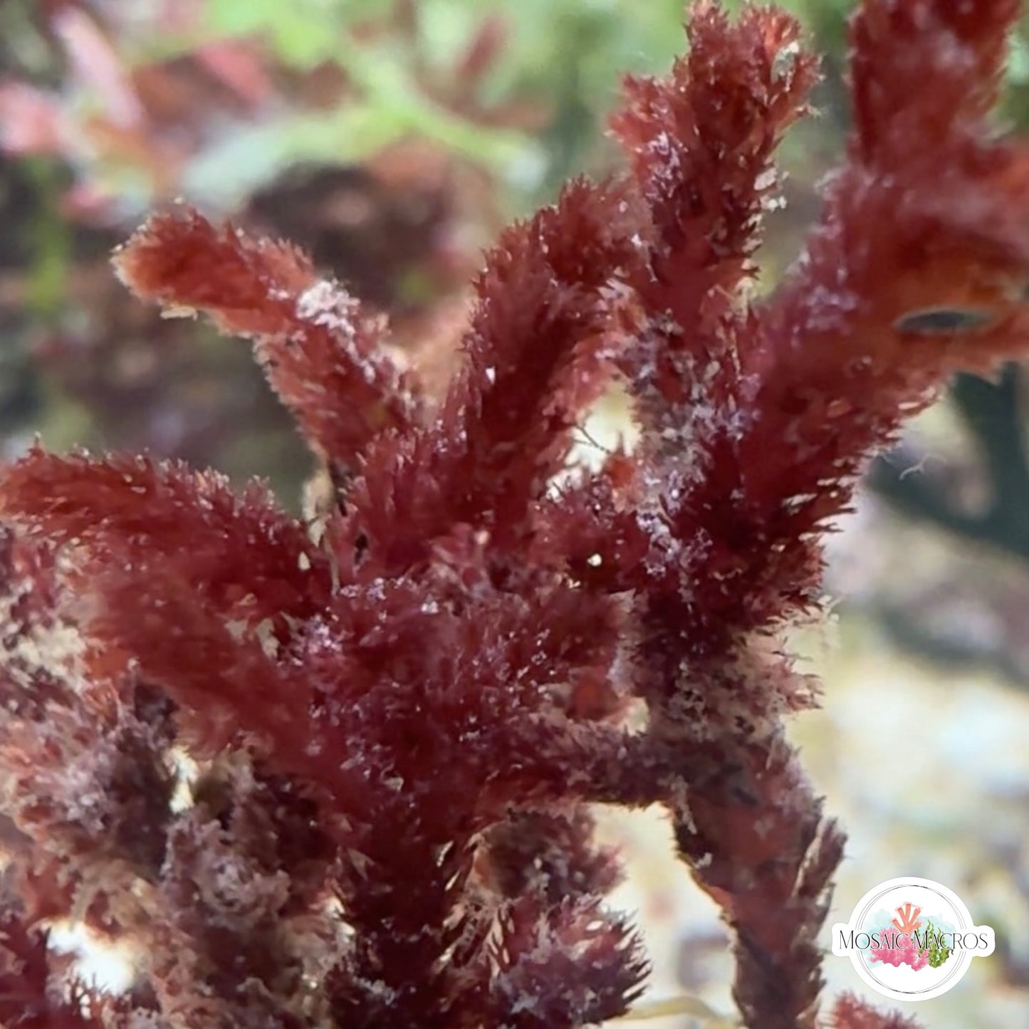 Bristletooth Comb Macroalgae | Alsidium triquetrum