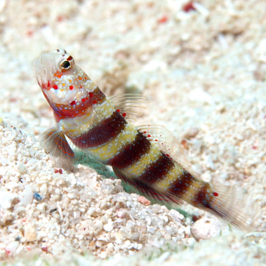 Wheeler’s Shrimp Goby | Amblyeleotris wheeleri