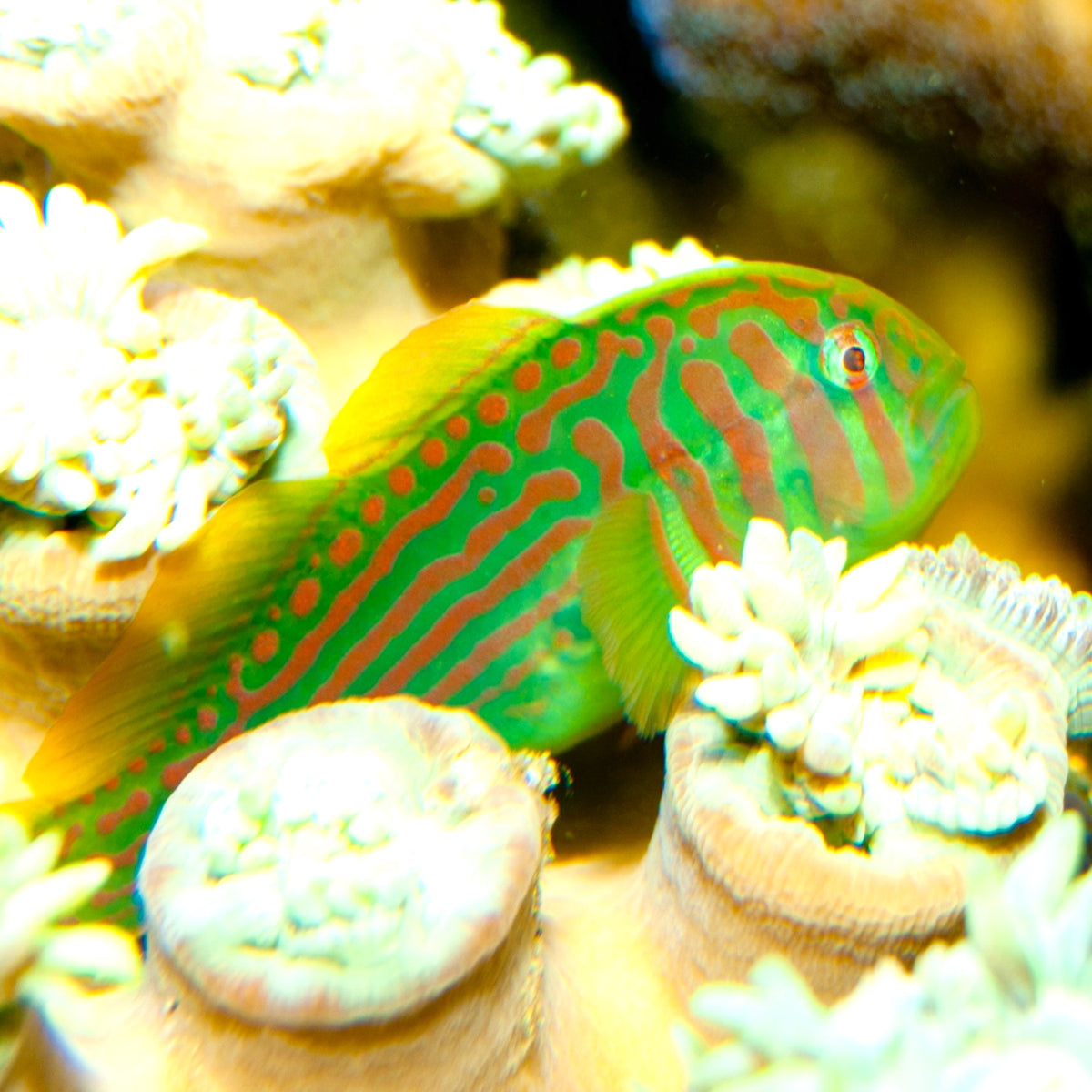 Green Clown Goby | Gobiodon histrio