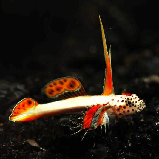 Flaming Prawn Goby | Discordipinna griessingeri
