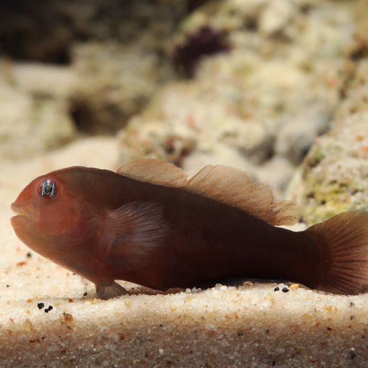 Black Clown Goby | Gobiodon strangulatus