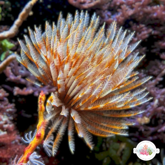 Orange-Banded Feather Duster | Sabellastarte sp.