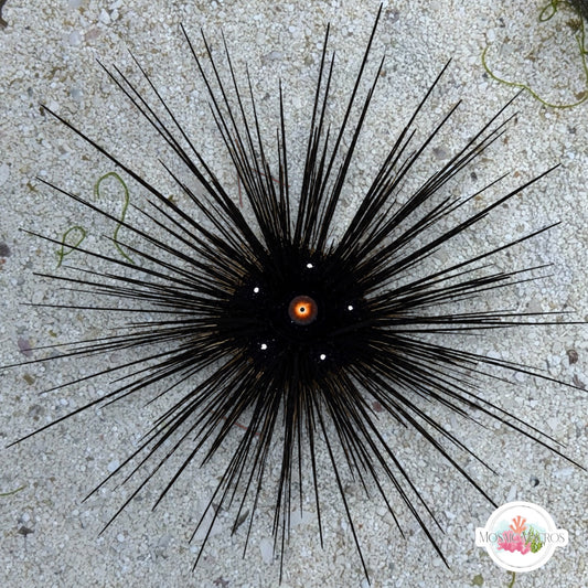 Pacific Longspine Urchin | Diadema setosum