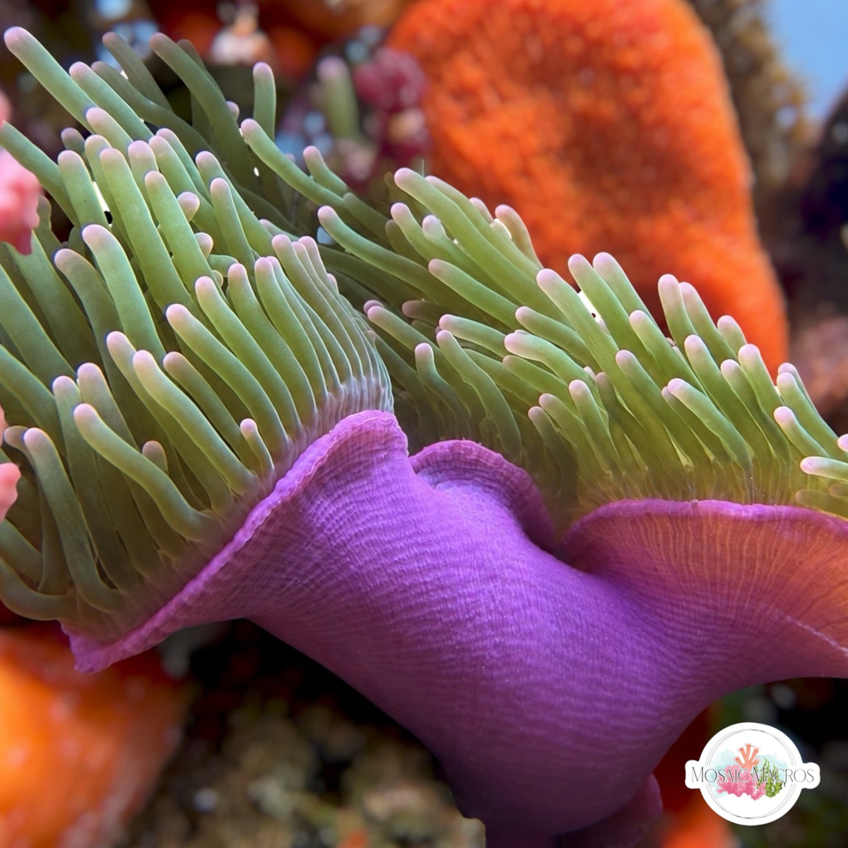 Pink-Tip Bubble Anemone | Entacmaea quadricolor