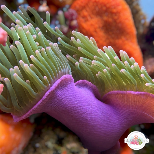 Pink-Tip Bubble Anemone | Entacmaea quadricolor