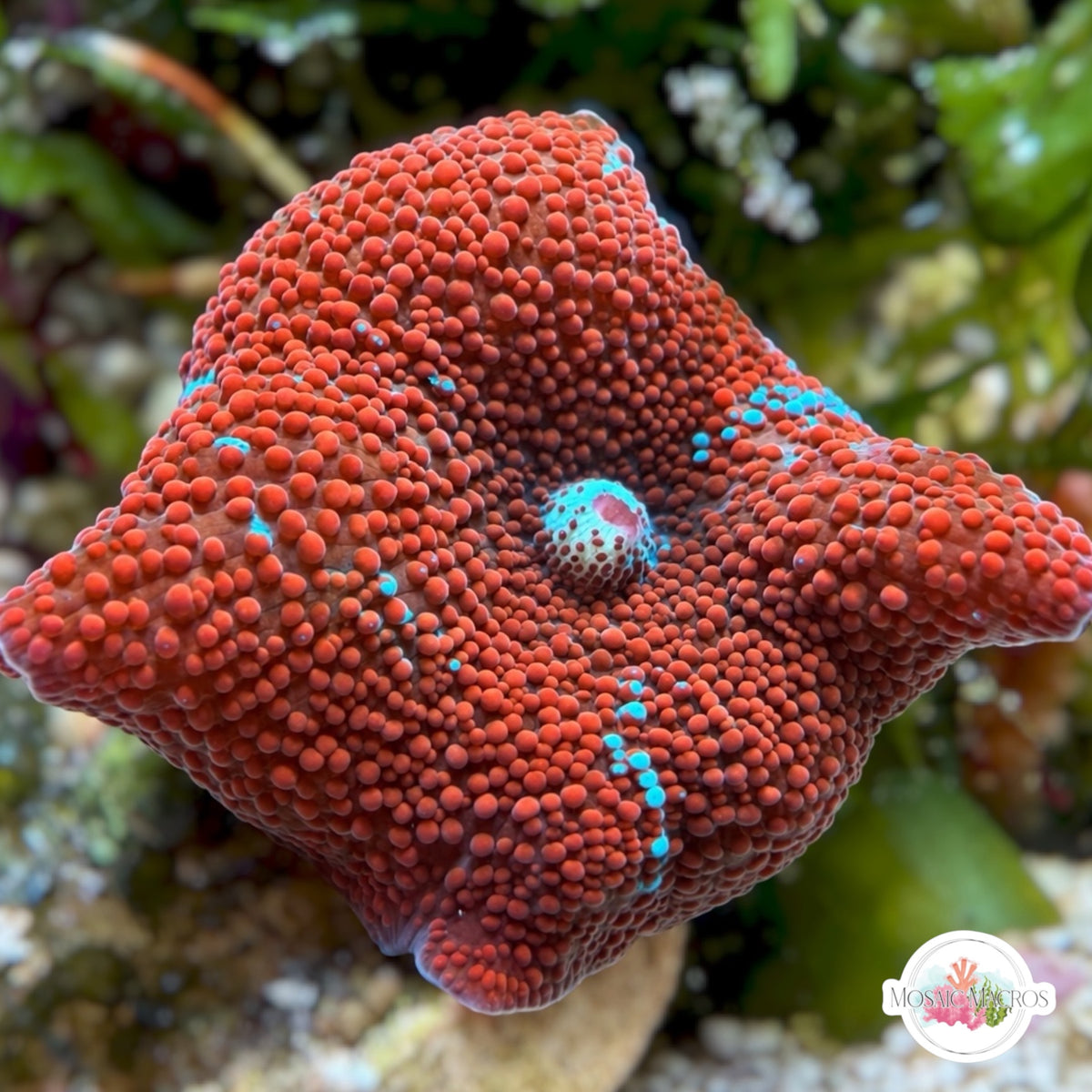 Red Discosoma Mushroom | Discosoma sp.