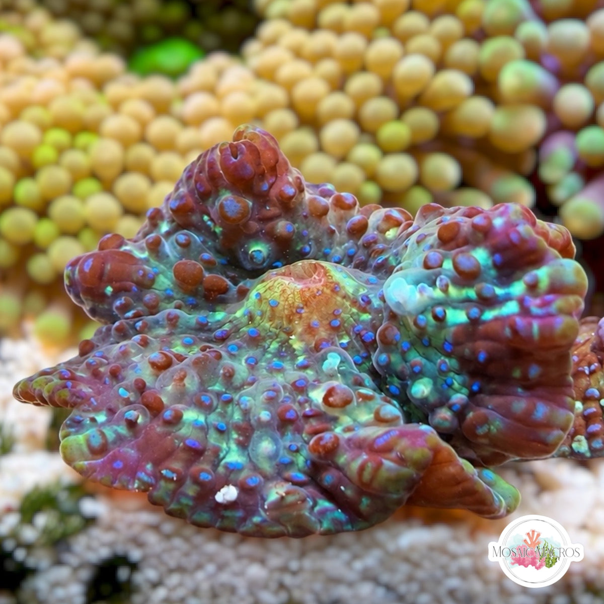 Blue-Spotted Discosoma Mushroom | Discosoma sp.