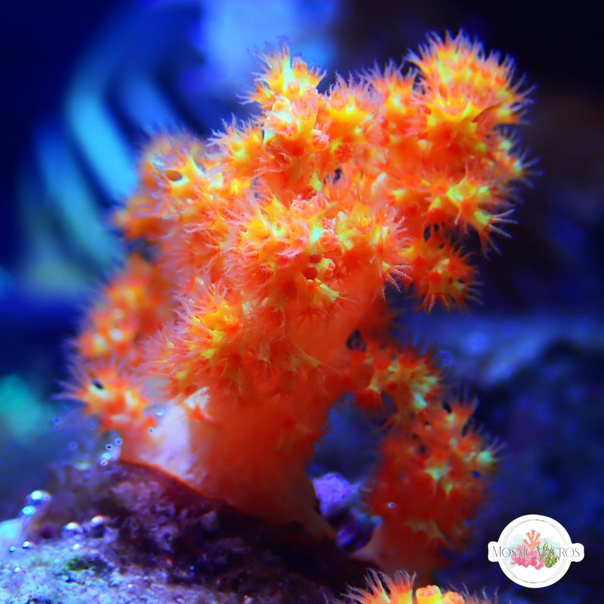 Carnation Coral | Scleronephthya sp.