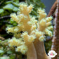 Green Finger Leather | Sinularia sp.