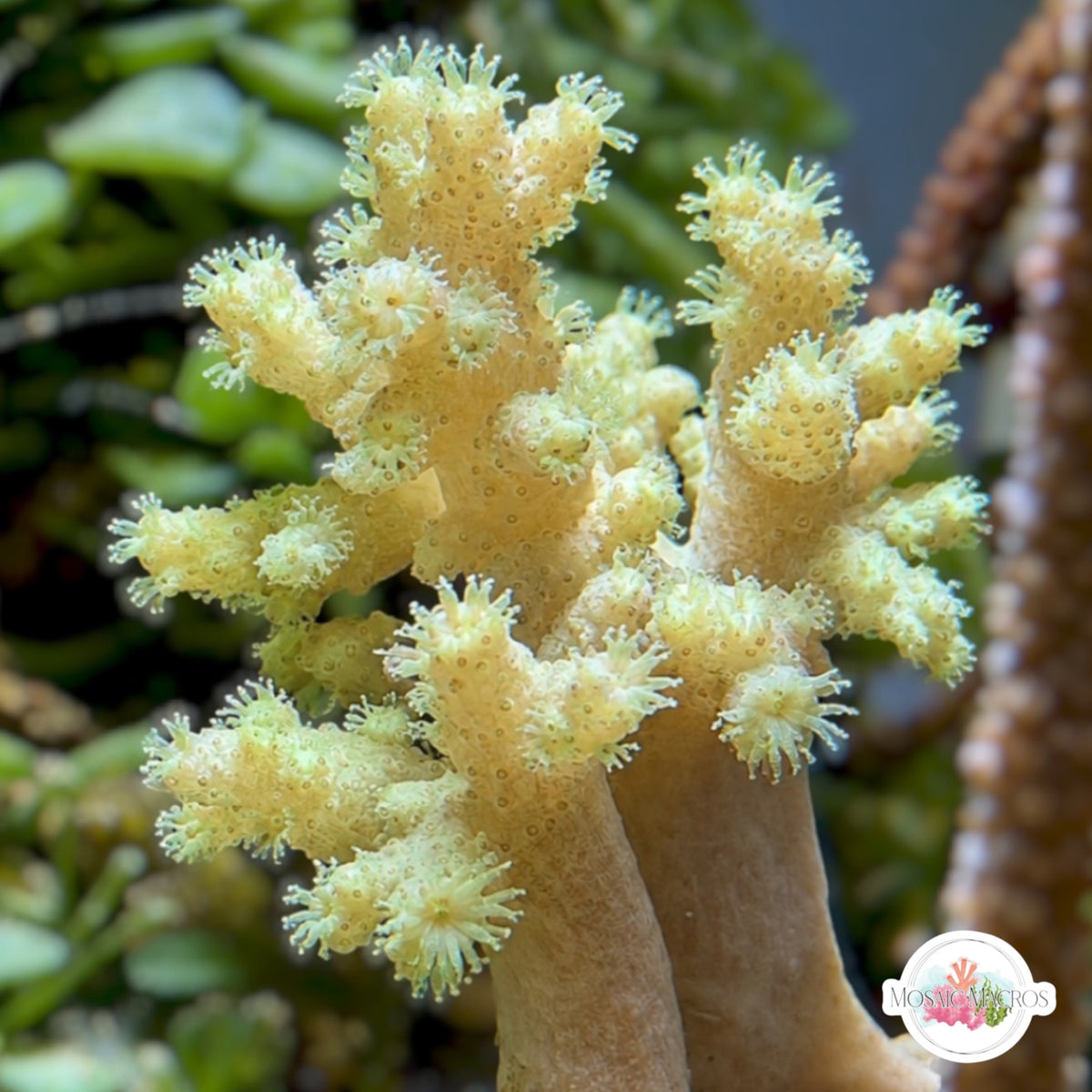 Green Finger Leather | Sinularia sp.