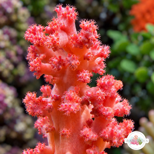 Carnation Coral | Scleronephthya sp.